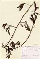 藏品(含羞草)的圖片